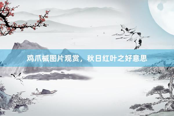鸡爪槭图片观赏，秋日红叶之好意思